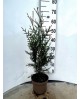 Thuya plicata m19 60/80cm                         