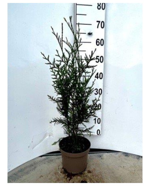 Thuya plicata m19 60/80cm                         
