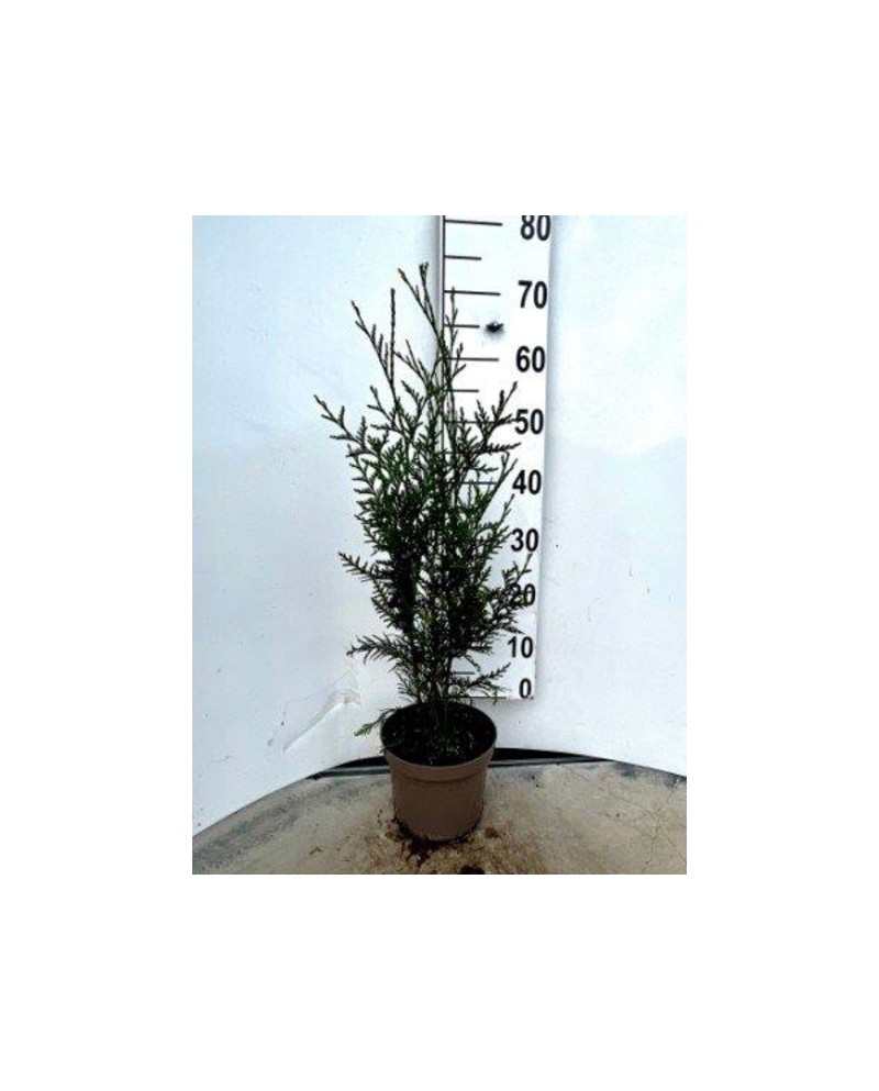 Thuya plicata m19 60/80cm                         