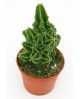 Cactus cereus perubianus m8.5 (ordenador)         