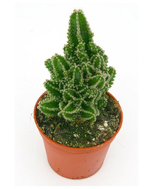 Cactus cereus perubianus m8.5 (ordenador)         