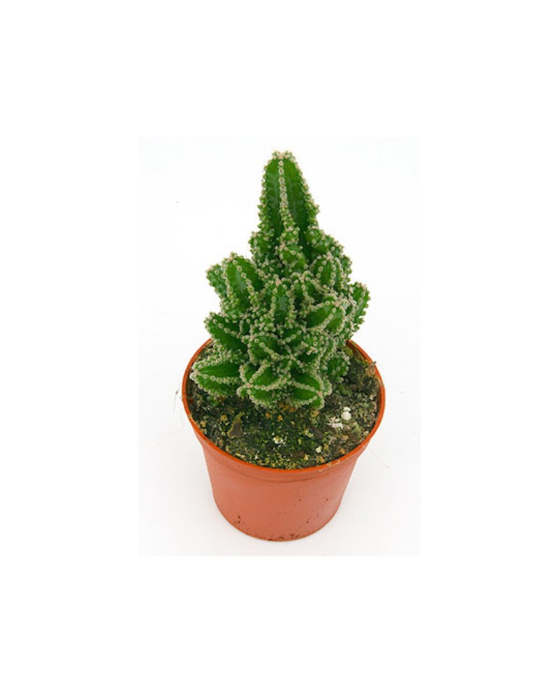 Cactus cereus perubianus m8.5 (ordenador)         