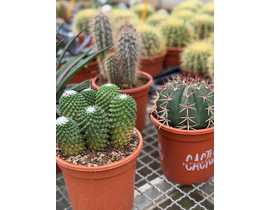 Cactus mix m17                                    