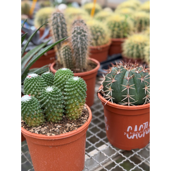 Cactus mix m17                                    