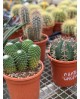Cactus mix m17                                    