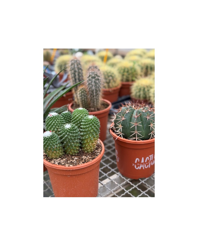 Cactus mix m17                                    