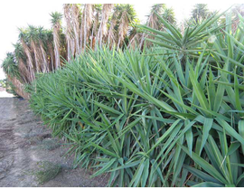 Yuca gloriosa variegata m20                       