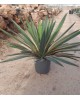 Yuca gloriosa variegata m20                       