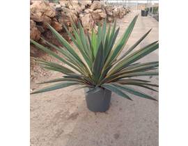 Yuca gloriosa variegata m20                       