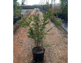 Lagerstroemia arbustiva 15lt 100/125              