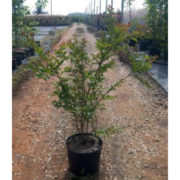 Lagerstroemia arbustiva 15lt 100/125              