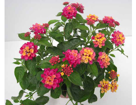 Lantana camara m13                                