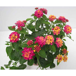 Lantana camara m13                                