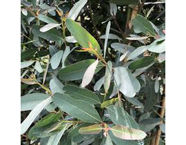 Eucalyptus camaldulensis rostrata m25 175/200t    
