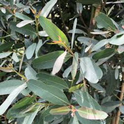 Eucalyptus camaldulensis rostrata m25 175/200t    