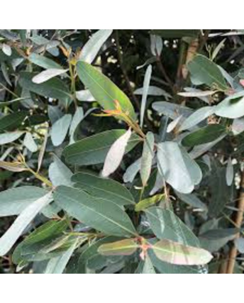 Eucalyptus camaldulensis rostrata m25 175/200t    