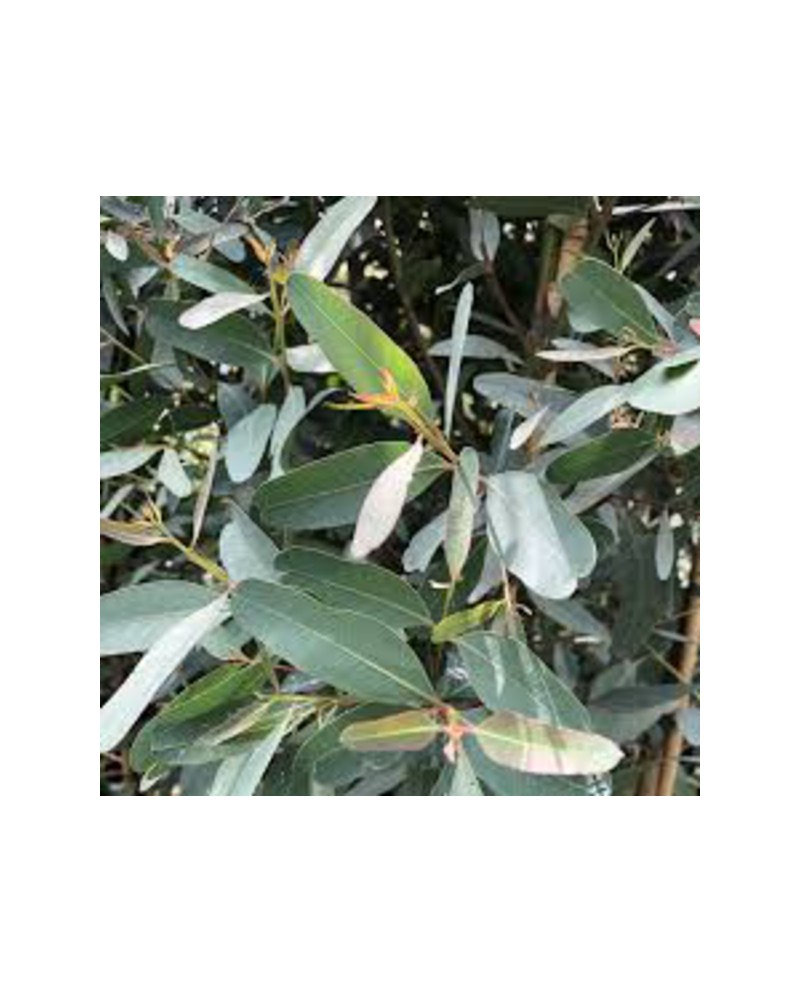 Eucalyptus camaldulensis rostrata m25 175/200t    