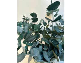 Eucalyptus cinerea m25 175/200                    
