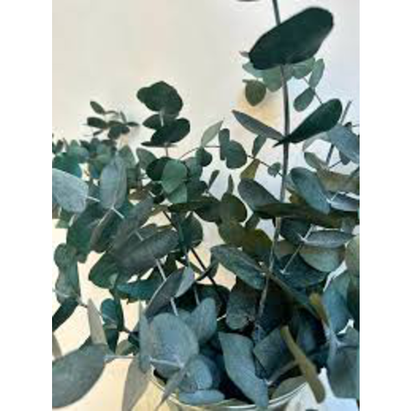 Eucalyptus cinerea m25 175/200                    