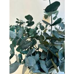 Eucalyptus cinerea m25 175/200                    
