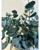 Eucalyptus cinerea m25 175/200                    