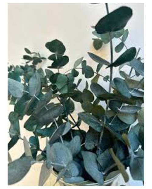 Eucalyptus cinerea m25 175/200                    