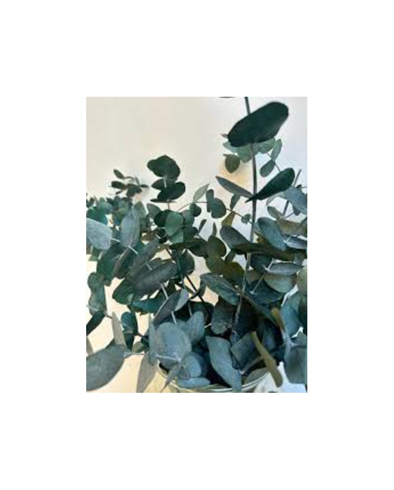 Eucalyptus cinerea m25 175/200                    
