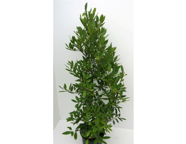 Laurus nobilis arbustivo 30/40 m18                