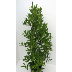Laurus nobilis arbustivo 30/40 m18                
