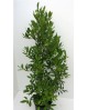 Laurus nobilis arbustivo 3lt 50/60                