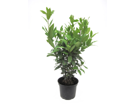 Laurus nobilis arbustivo 3lt 50/60                