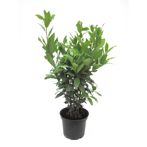 Laurus nobilis arbustivo 3lt 50/60                