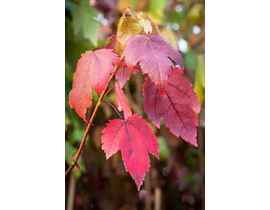 Acer rubrum 16/18 maceta                          