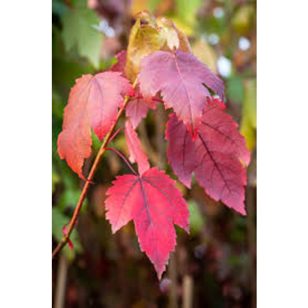 Acer rubrum 16/18 maceta                          
