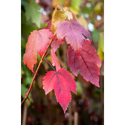 Acer rubrum 16/18 maceta                          