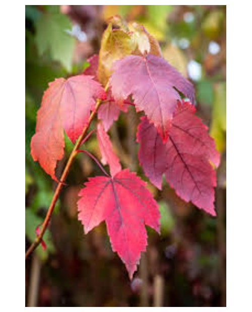 Acer rubrum 16/18 maceta                          