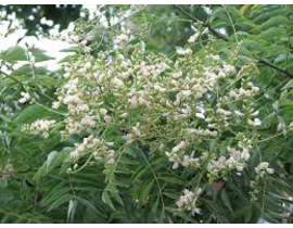 Sophora japonica 14/16 maceta                     