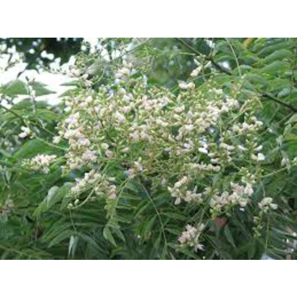 Sophora japonica 14/16 maceta                     