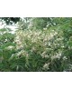 Sophora japonica 14/16 maceta                     