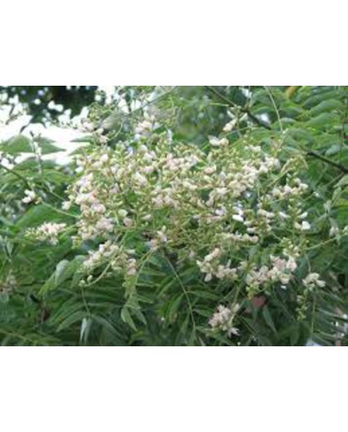 Sophora japonica 14/16 maceta                     