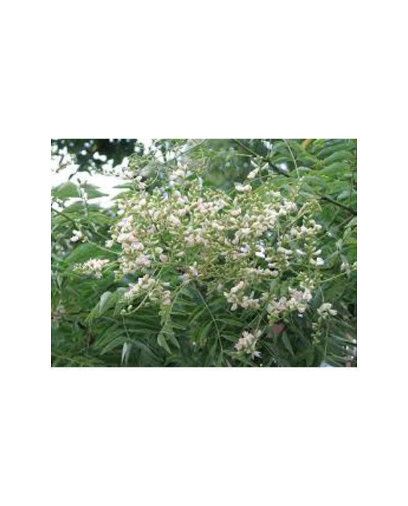 Sophora japonica 14/16 maceta                     