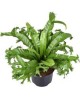 Asplenium nidus crissie colgar t20                