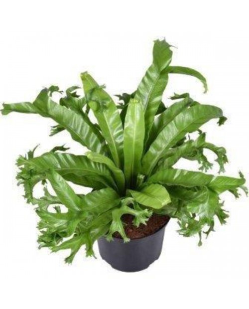 Asplenium nidus crissie colgar t20                