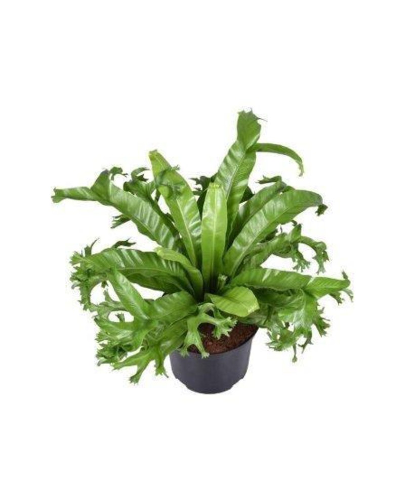 Asplenium nidus crissie colgar t20                