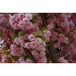 Prunus serrulata kanzan m23 100                   