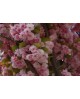 Prunus serrulata kanzan m23 100                   