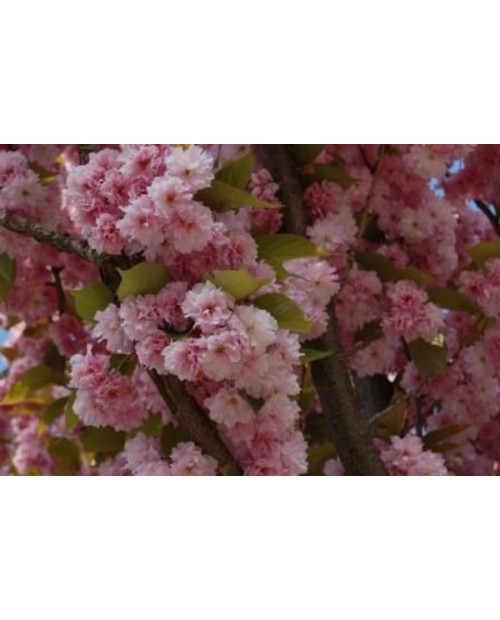 Prunus serrulata kanzan m23 100                   