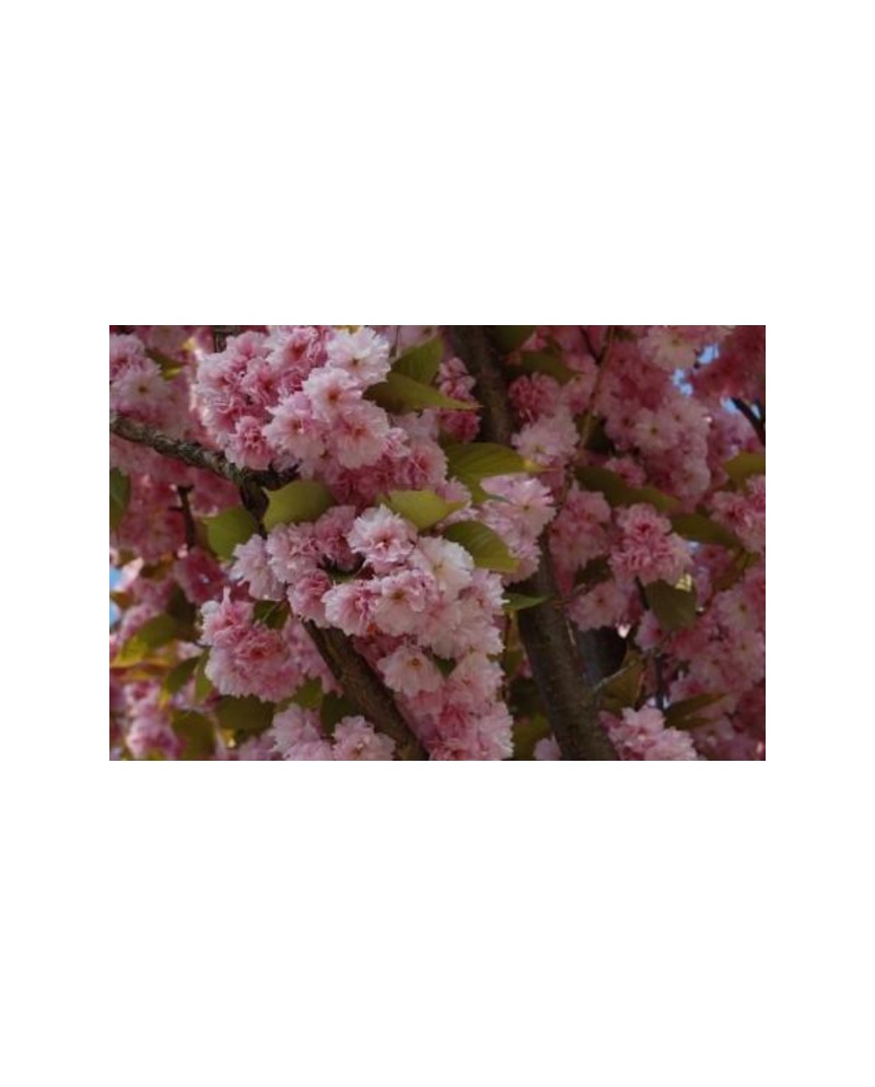 Prunus serrulata kanzan m23 100                   