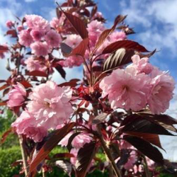 Prunus serrulata royal burgundy m23 100           