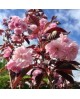 Prunus serrulata royal burgundy m23 100           